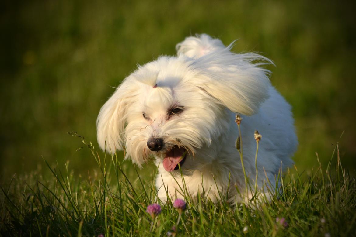 Malteser Fie R.I.P 26. Januar 2015 billede 5