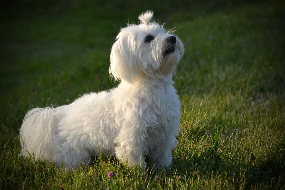 Malteser Fie R.I.P 26. Januar 2015 billede 6