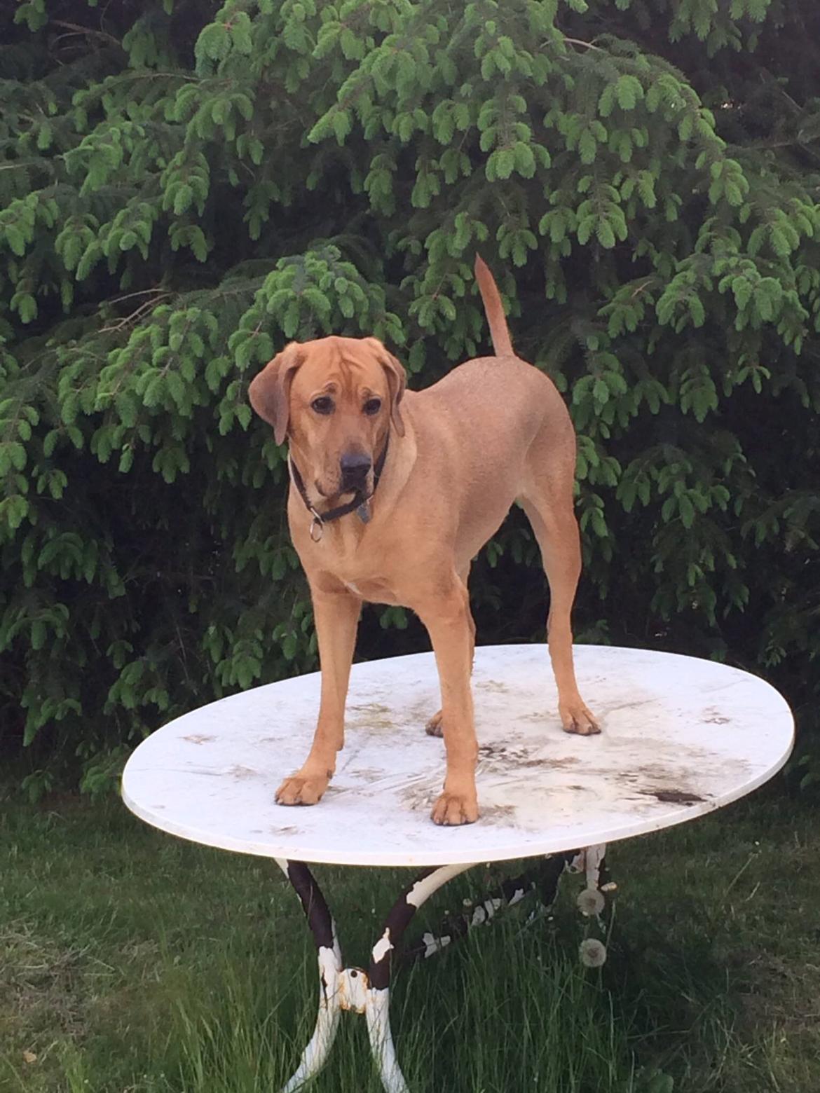 Broholmer Fricka - maj 2014 - bliver den hund aldrig voksen? billede 18