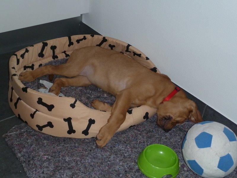 Broholmer Fricka - Fricka ca 4 mdr gammel - vokset ud af hundekurven billede 3