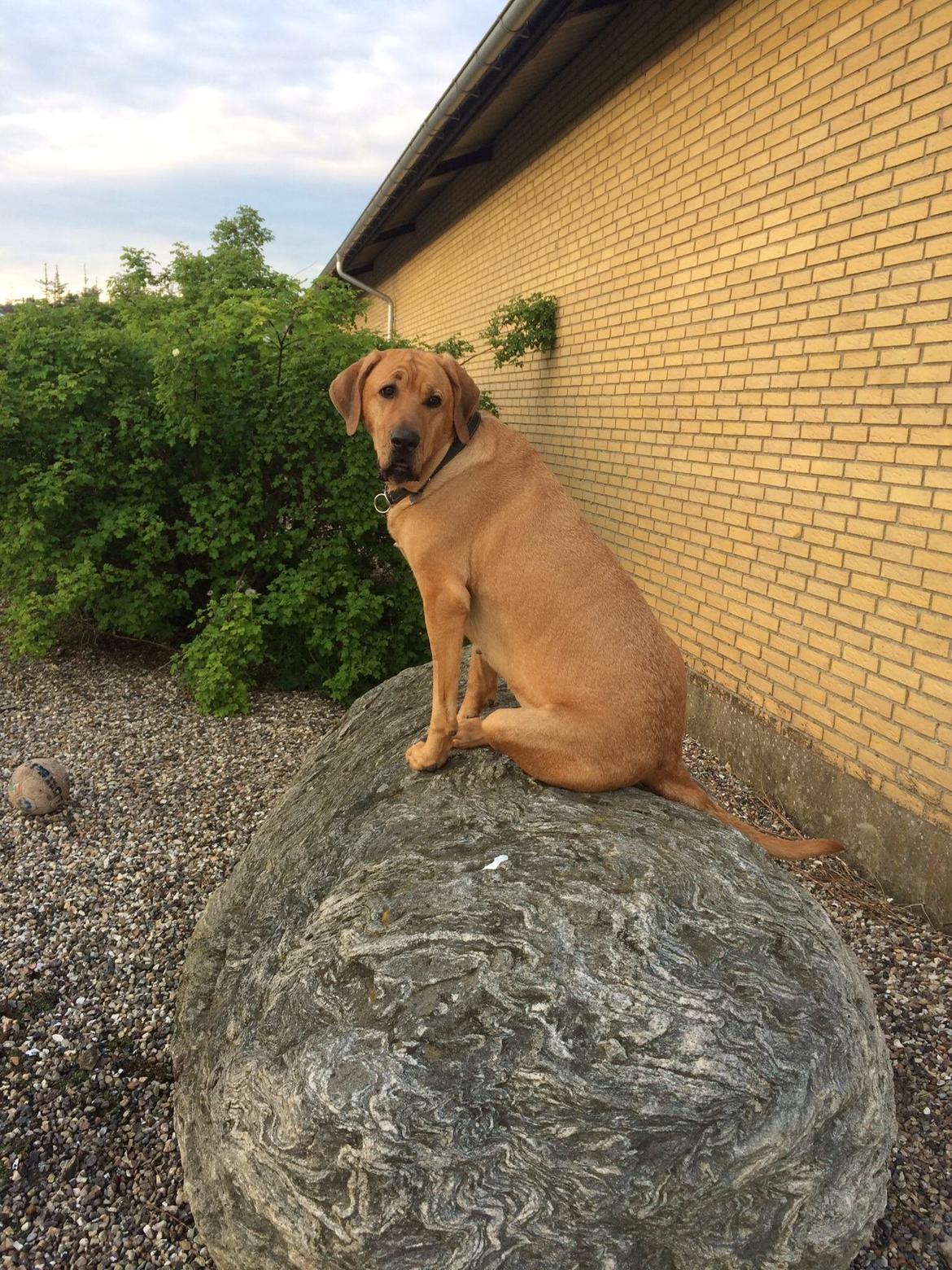 Broholmer Fricka - maj 2014 - en bjergged billede 17