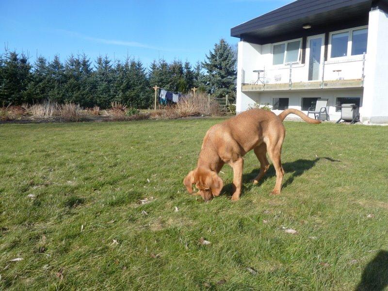 Broholmer Fricka - Fricka 9 mdr gammel billede 6