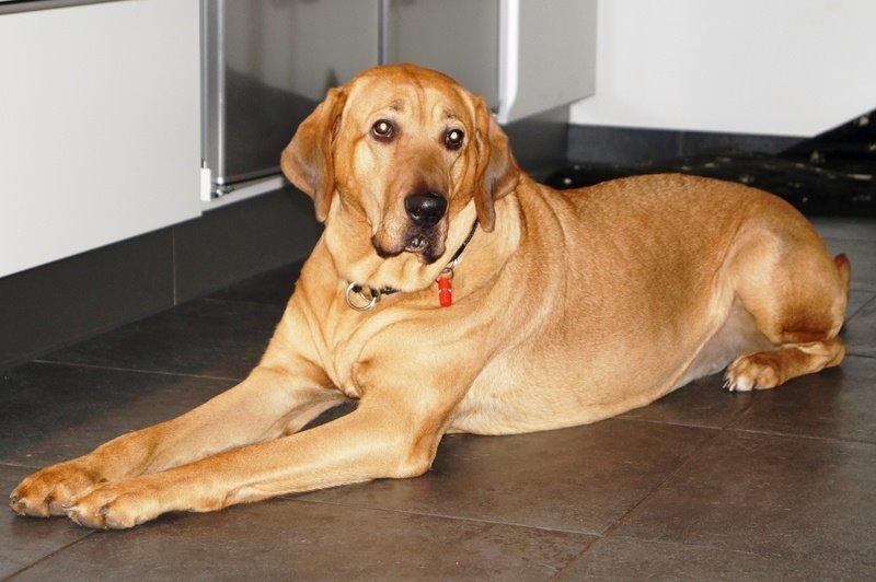 Broholmer Fricka - 2 1/2 år billede 14