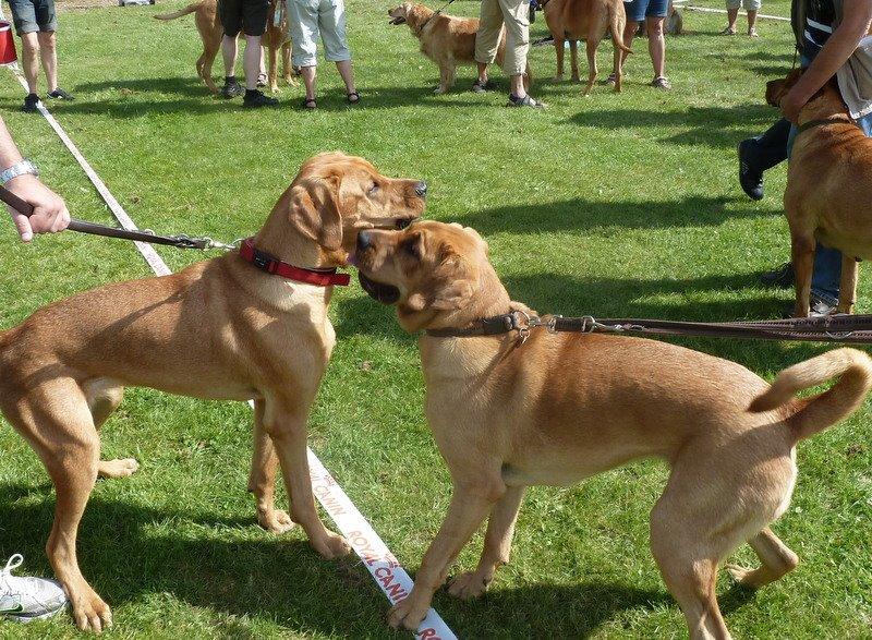 Broholmer Fricka - Fricka sammen med sin søster Hildegun billede 9
