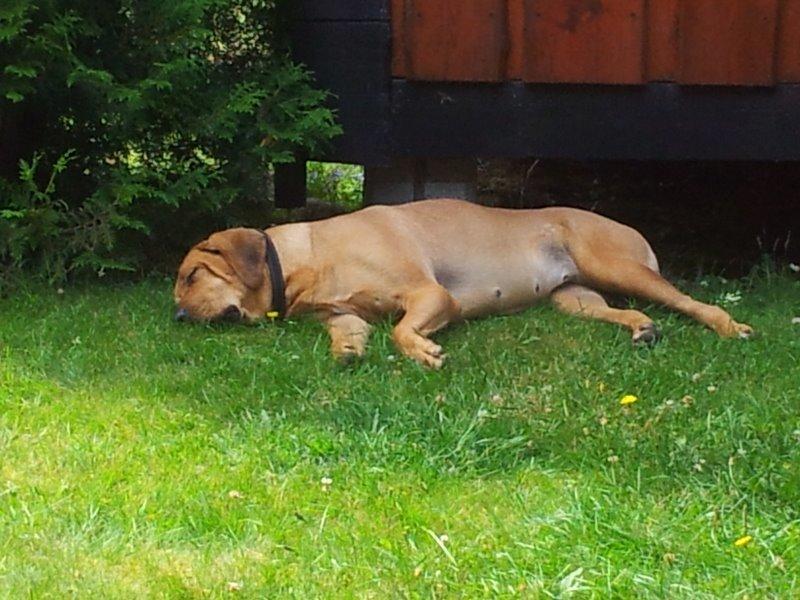 Broholmer Fricka - På ferie i Norge - knap 2 år gammel billede 11