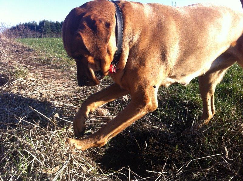 Broholmer Fricka - forår 2014 - graver lystigt billede 15