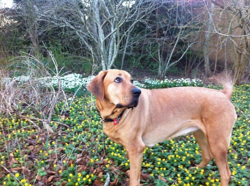 Broholmer Fricka - forår 2014 billede 16