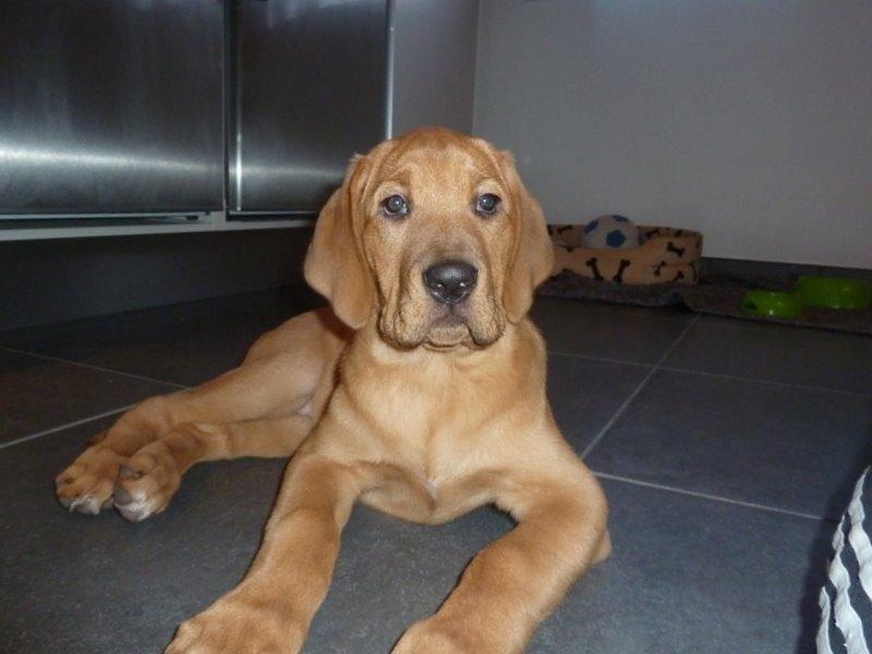 Broholmer Fricka - Her ligner hun sin far billede 4