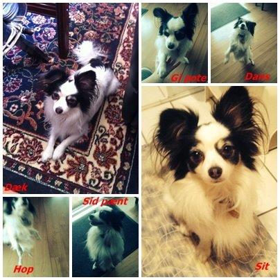 Blanding af racer Coco billede 5