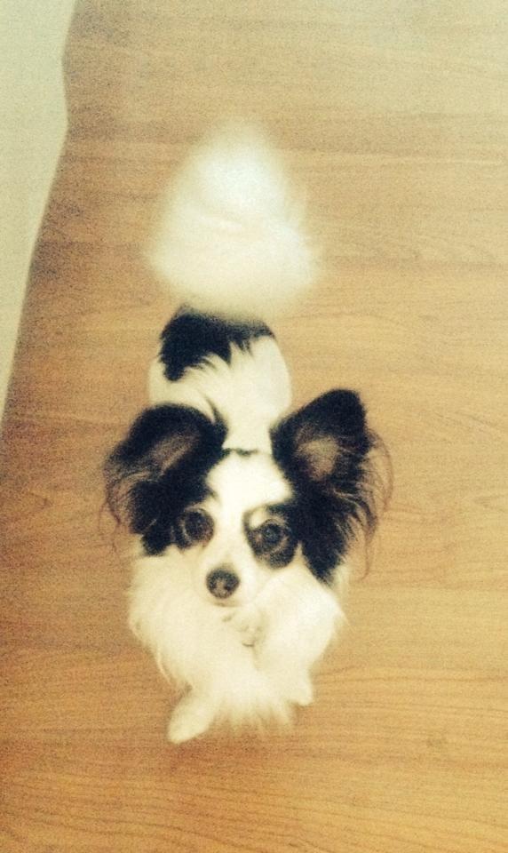 Blanding af racer Coco billede 6