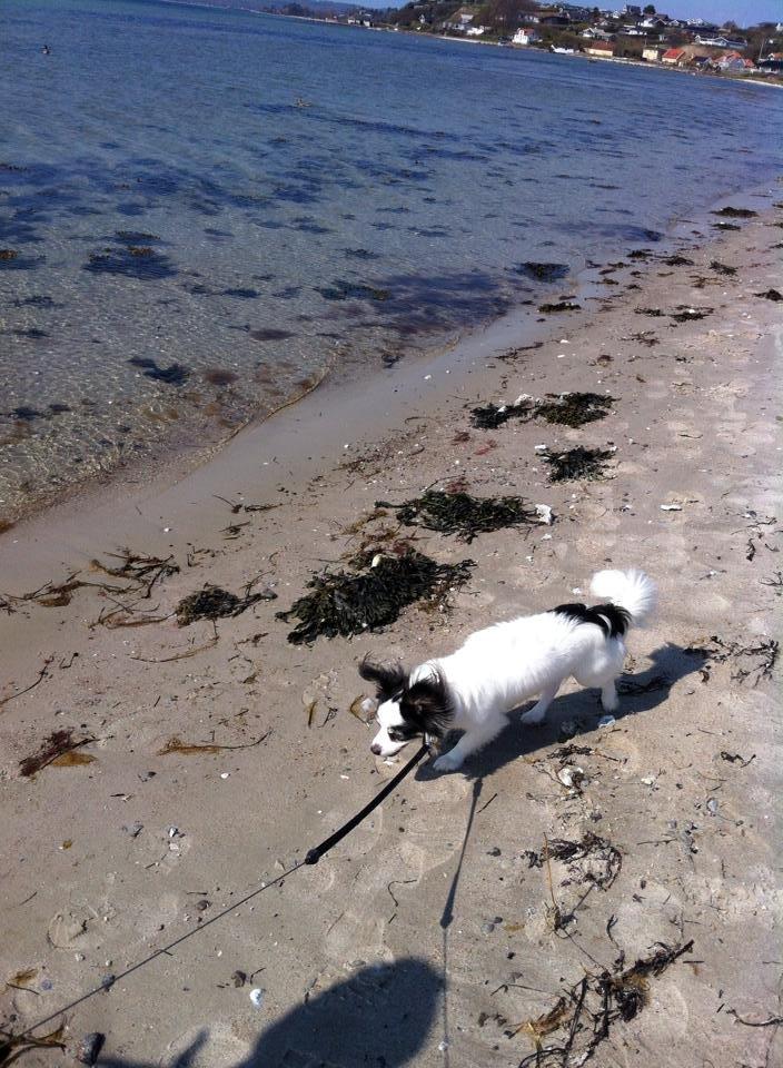 Blanding af racer Coco billede 12