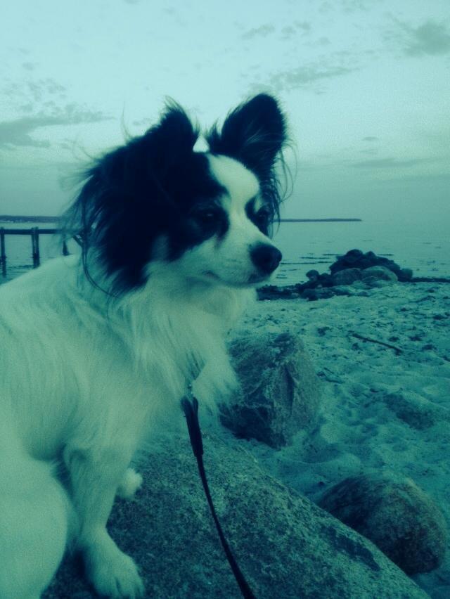 Blanding af racer Coco billede 10