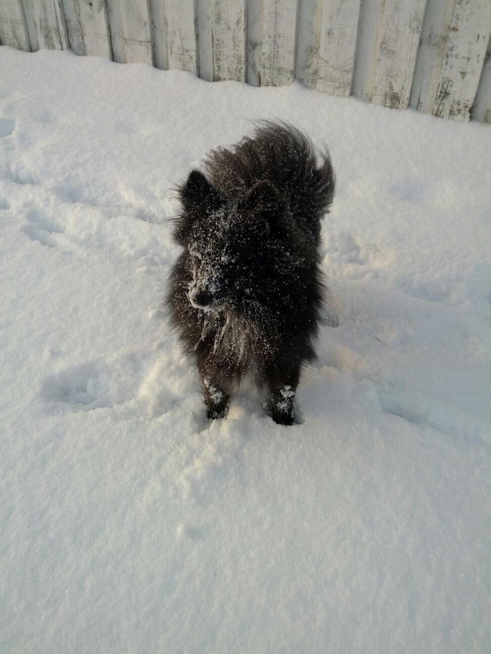 Pomeranian Xibalba (xiba) billede 1