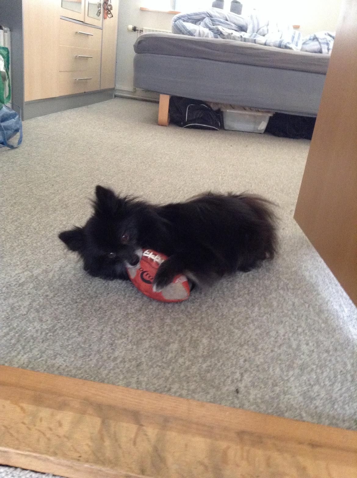 Pomeranian Xibalba (xiba) billede 4