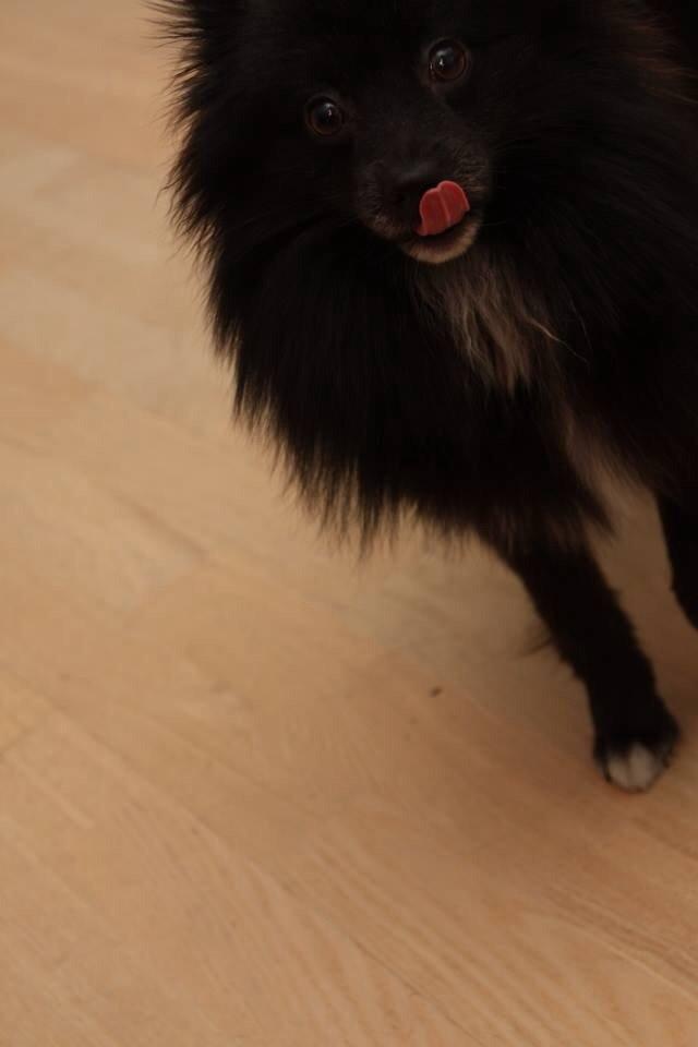 Pomeranian Xibalba (xiba) billede 5