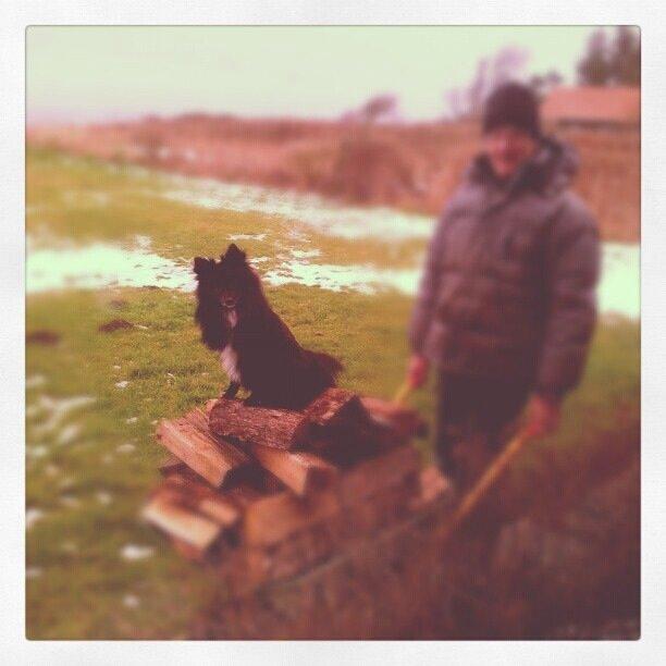 Pomeranian Xibalba (xiba) billede 6