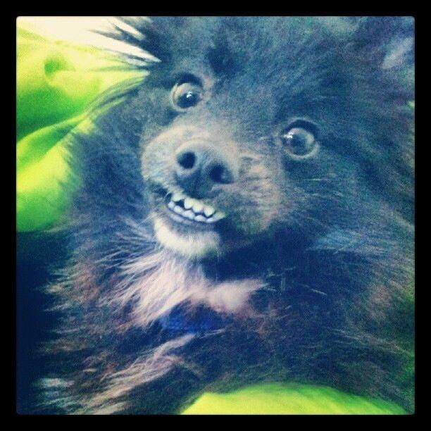 Pomeranian Xibalba (xiba) billede 7