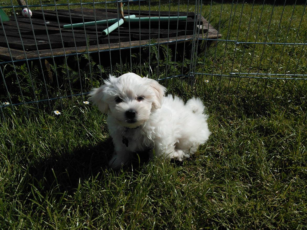 Blanding af racer Terry billede 1