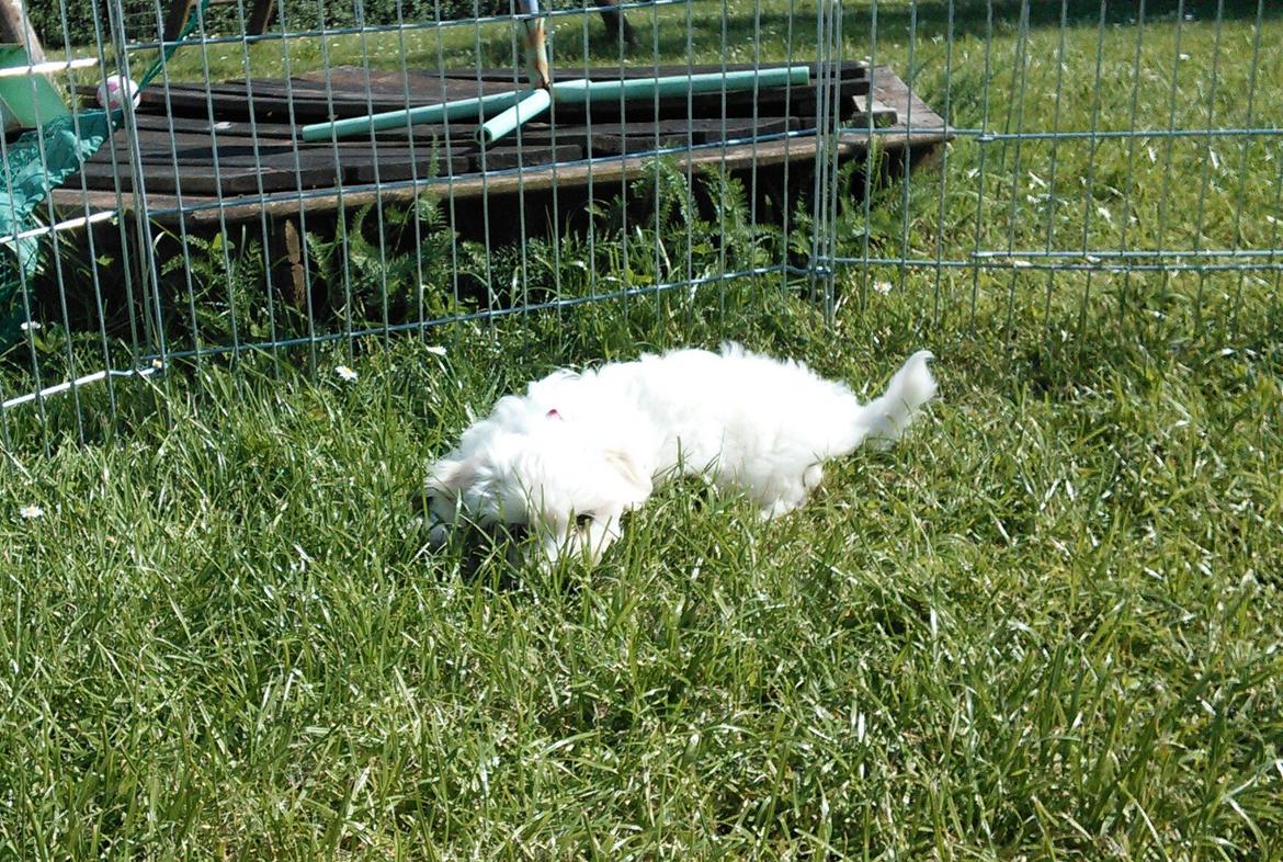 Blanding af racer Terry billede 2