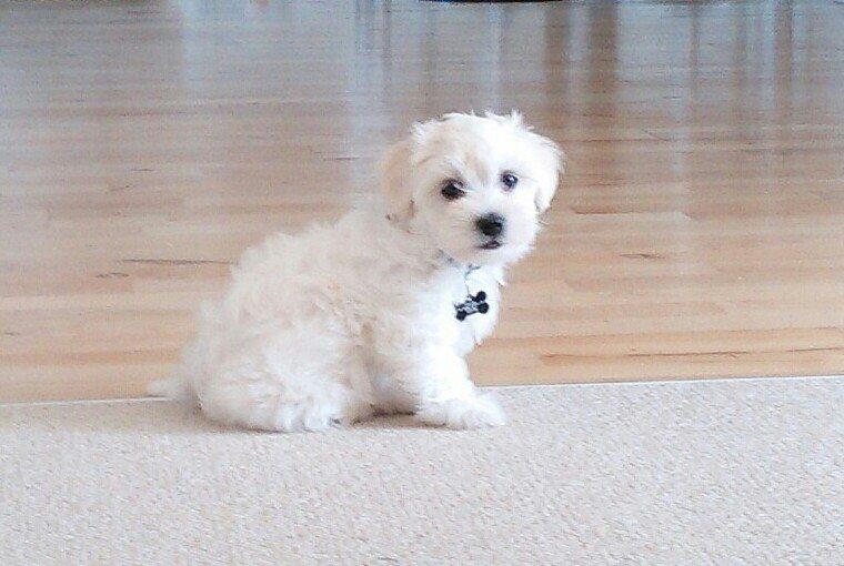 Blanding af racer Terry billede 3