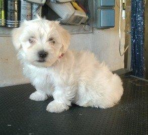 Blanding af racer Terry billede 4