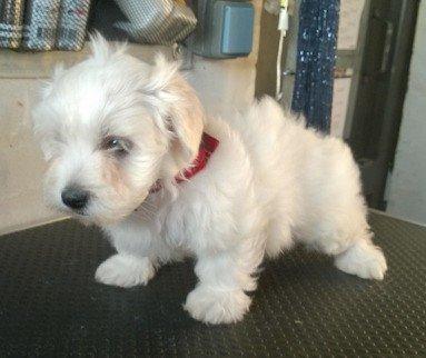 Blanding af racer Terry billede 5