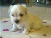 Blanding af racer Terry billede 6