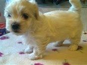 Blanding af racer Terry billede 7