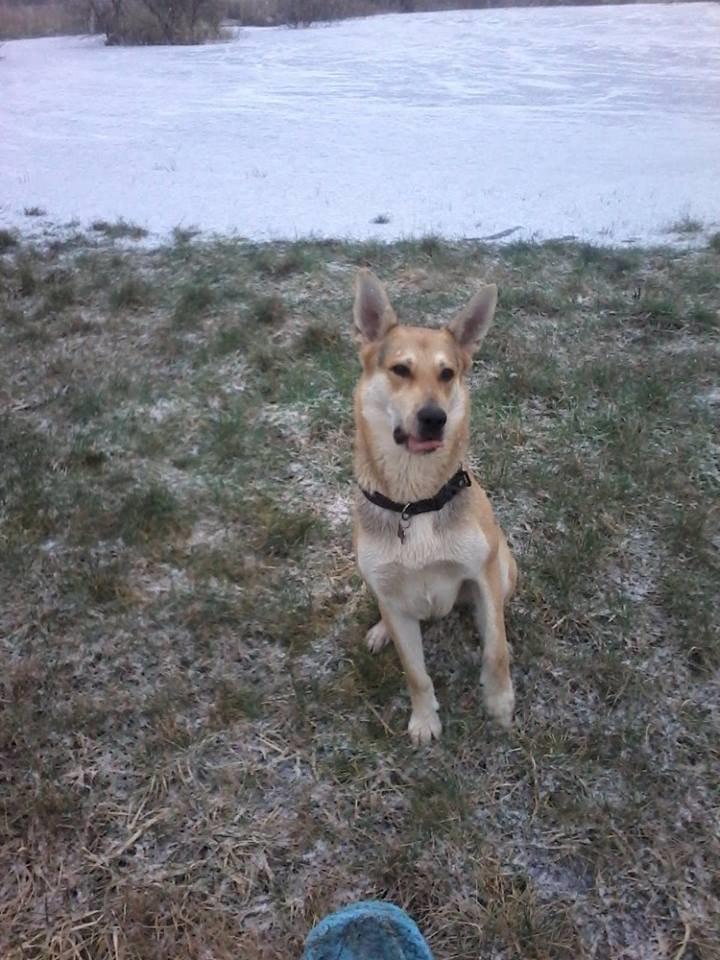 Blanding af racer Jack billede 21