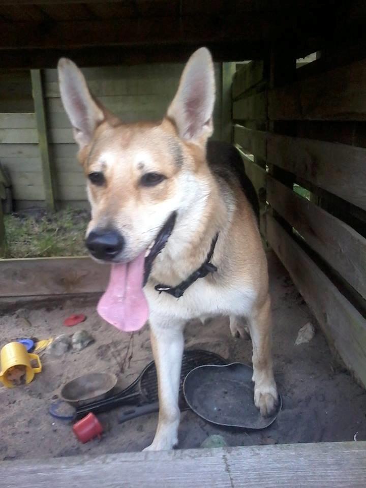 Blanding af racer Jack billede 23