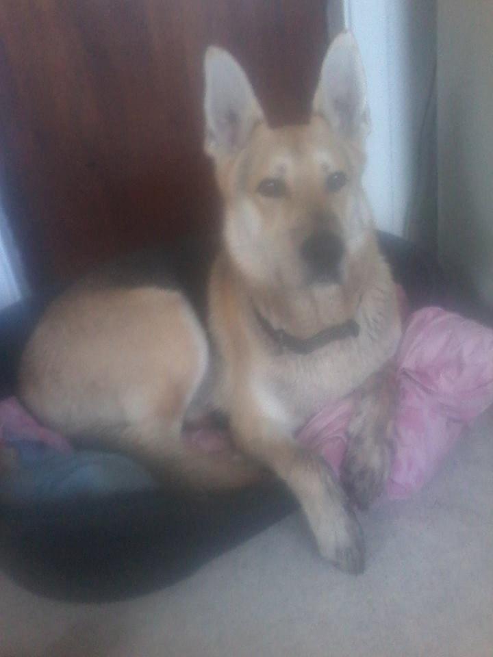 Blanding af racer Jack billede 24