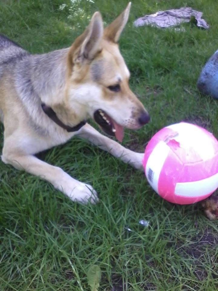 Blanding af racer Jack billede 25