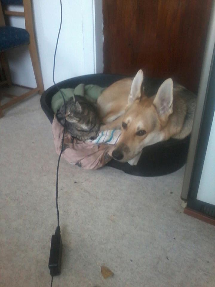 Blanding af racer Jack billede 22