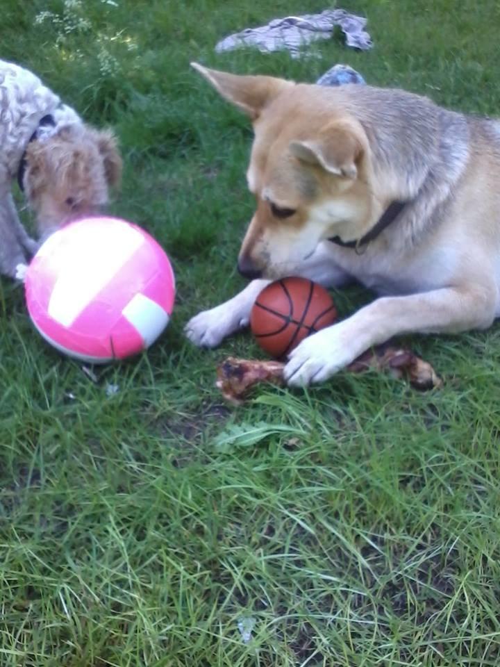 Blanding af racer Jack billede 26