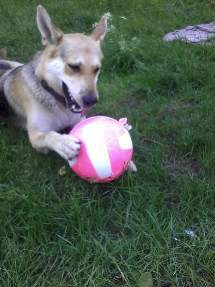 Blanding af racer Jack billede 27