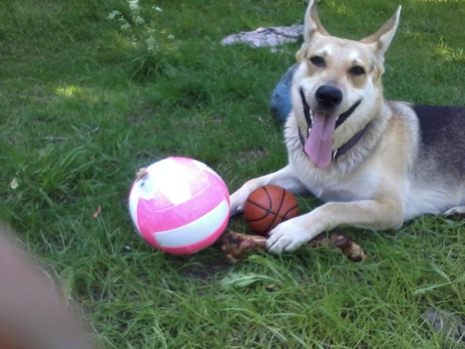 Blanding af racer Jack billede 29