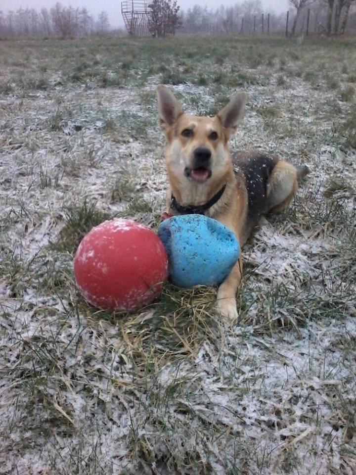 Blanding af racer Jack billede 28