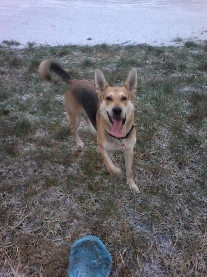 Blanding af racer Jack billede 30