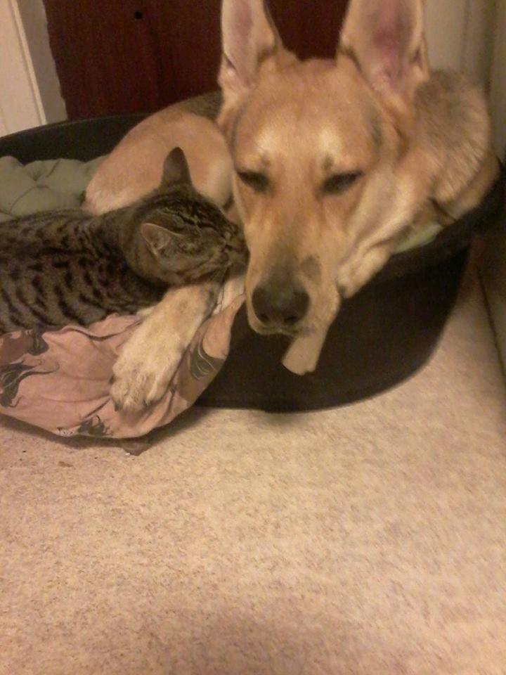 Blanding af racer Jack billede 31