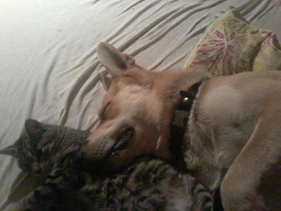 Blanding af racer Jack billede 34