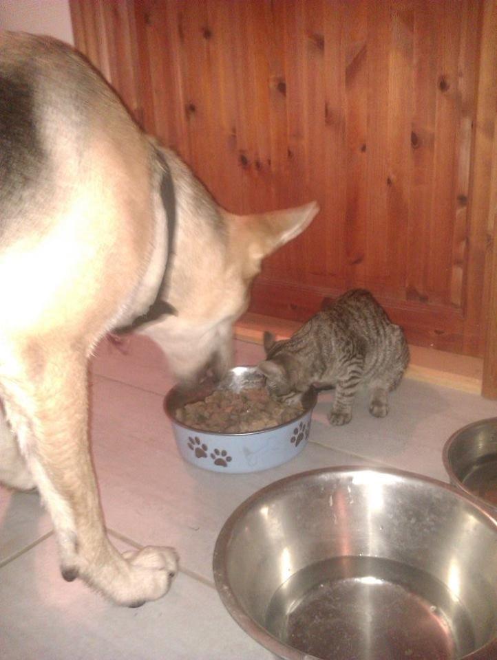 Blanding af racer Jack billede 33