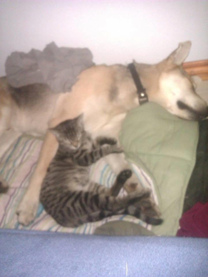 Blanding af racer Jack billede 35