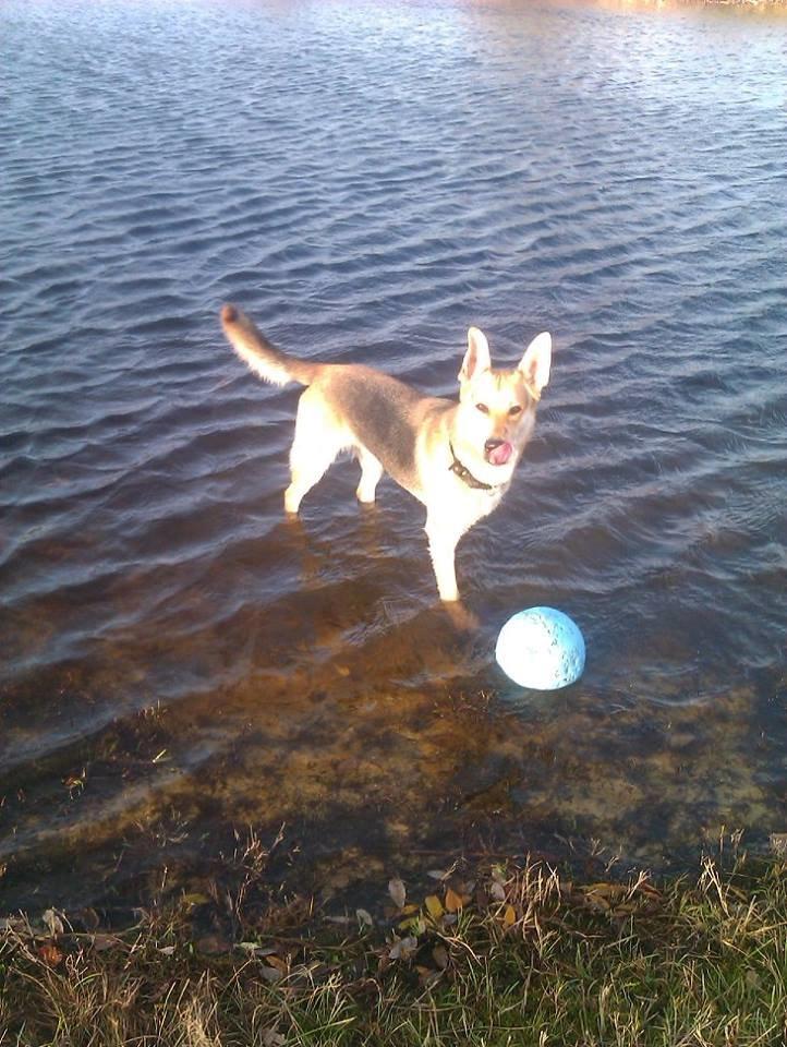 Blanding af racer Jack billede 36