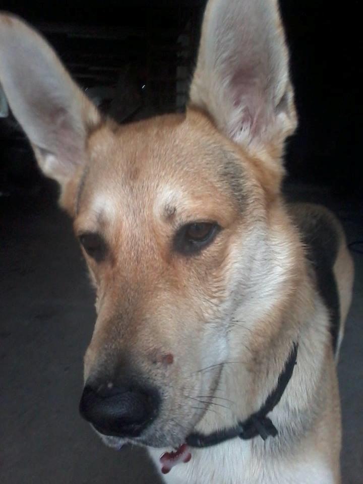 Blanding af racer Jack billede 38