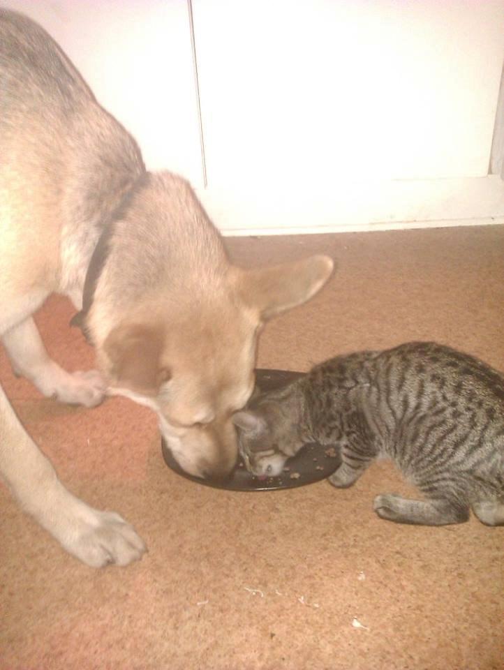 Blanding af racer Jack billede 37