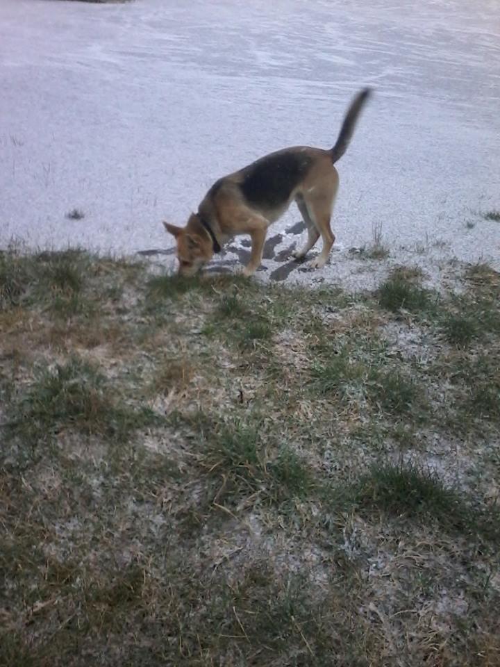 Blanding af racer Jack billede 41