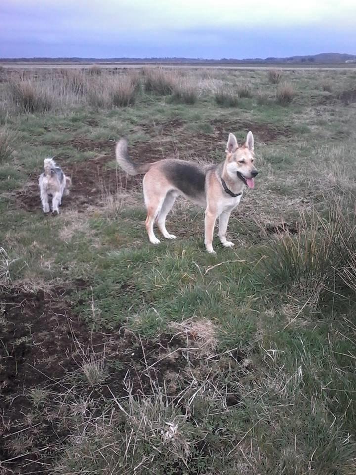 Blanding af racer Jack billede 45