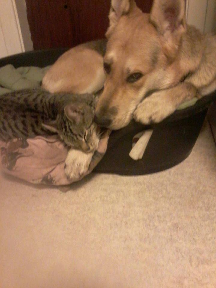 Blanding af racer Jack billede 42