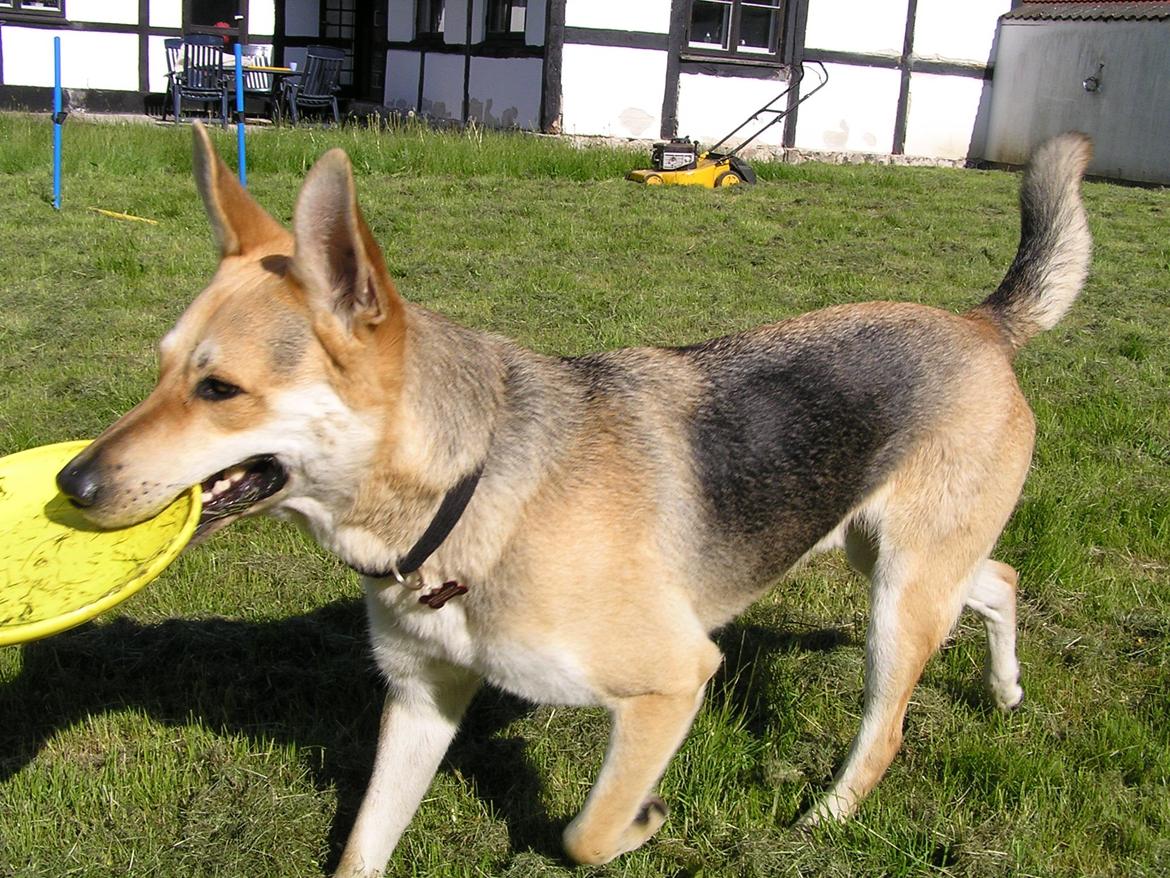 Blanding af racer Jack billede 39