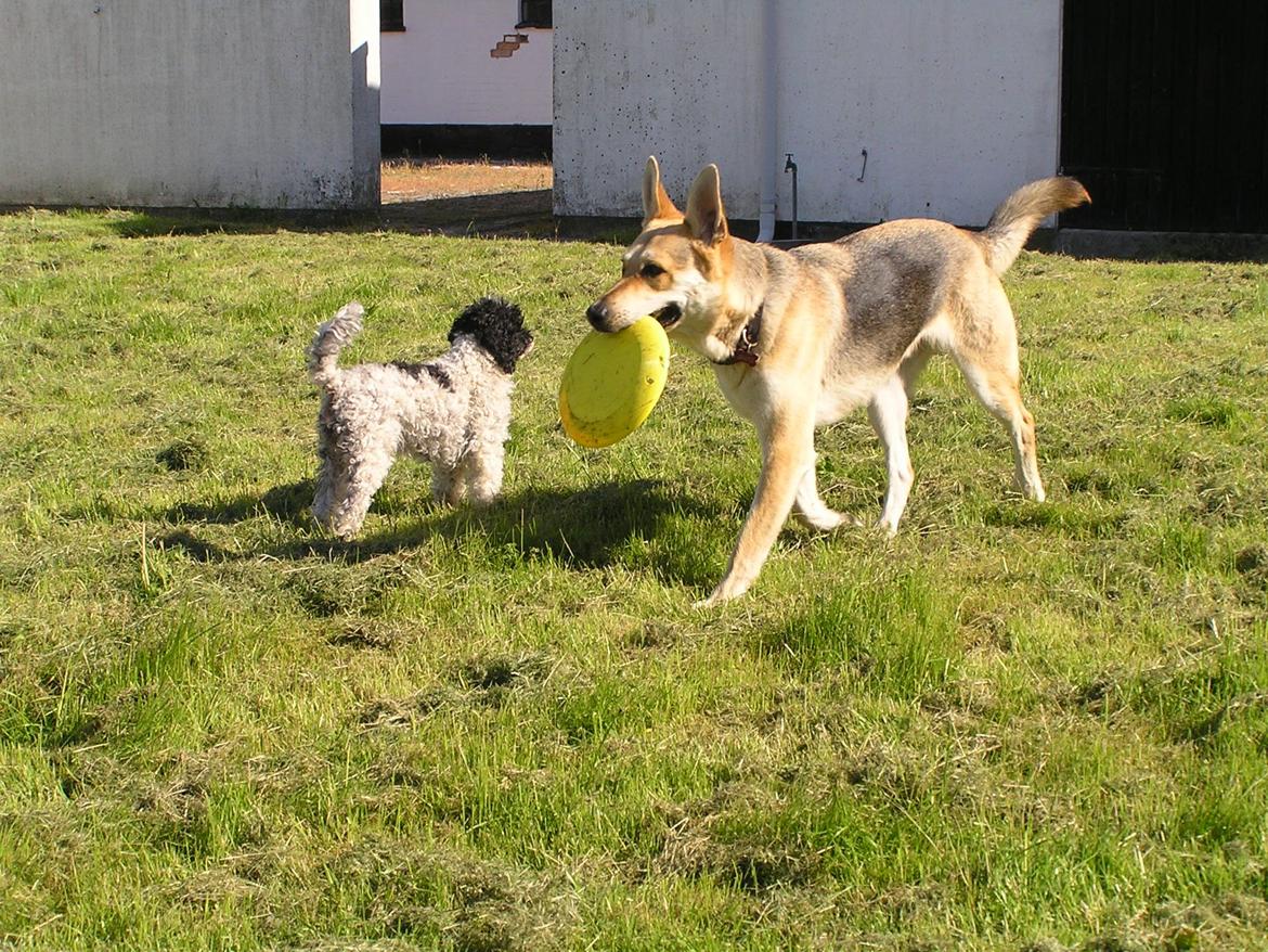 Blanding af racer Jack billede 40